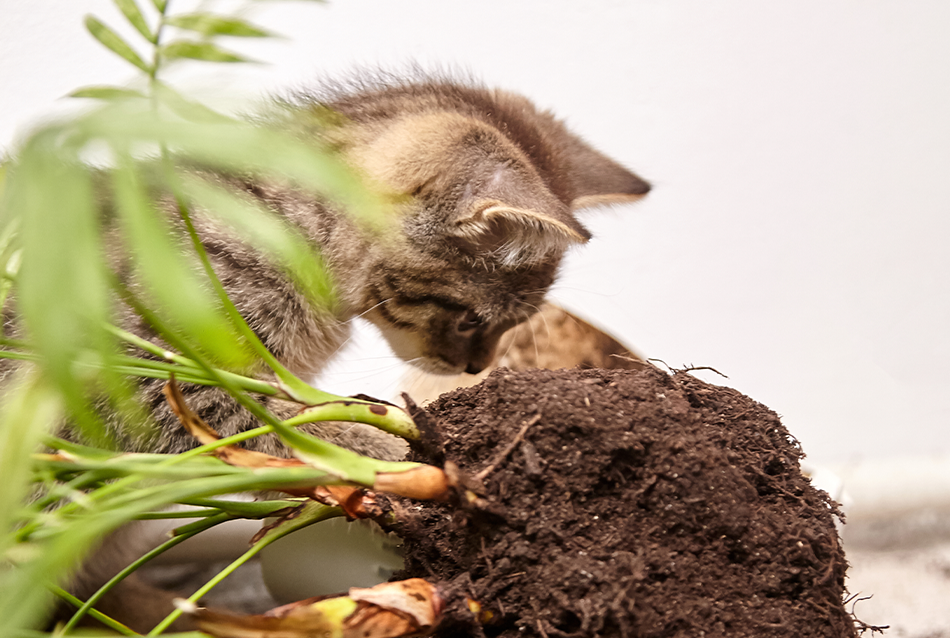Esporotricose: quando pequenas feridas escondem uma infecção perigosa